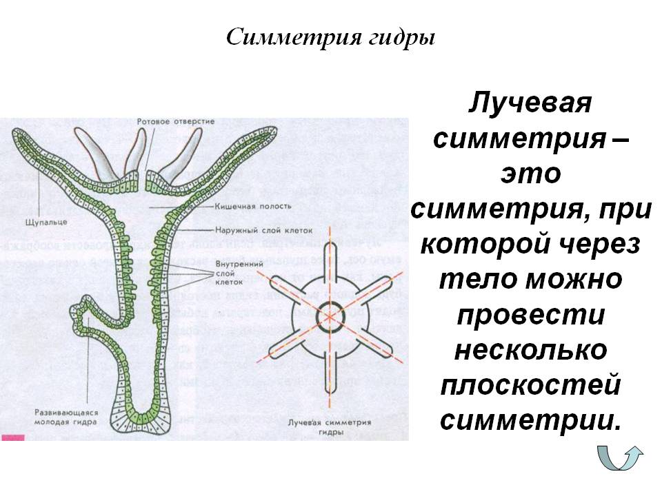 Кракен через тор