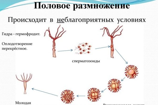 Зеркало на кракен